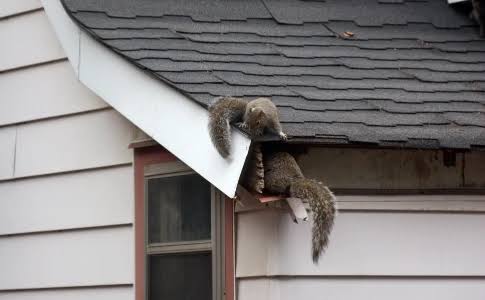 Scratching Sound In Walls? How To Get Squirrels And Raccoons Out Of Your Attic–And Keep Them Out