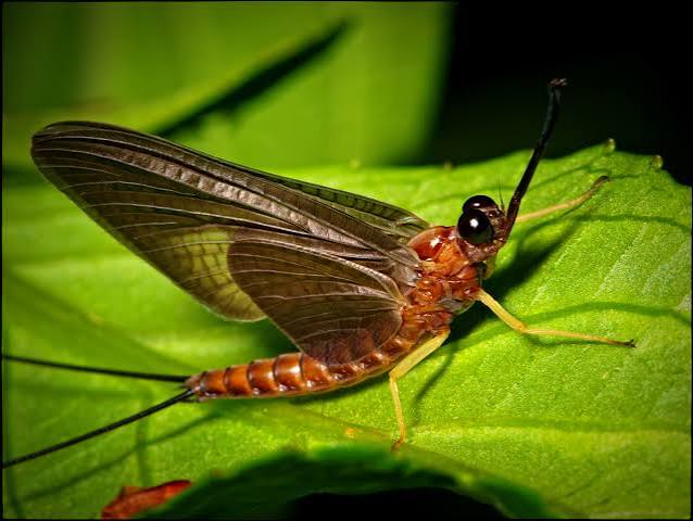 So You Think You Got Relationship Problems: 6 Animals Who Kill After Mating + Male Animals That Die Naturally From Exhaustion After Mating